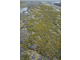 Fucus spiralis on full salinity sheltered upper eulittoral rock