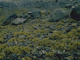 Fucus spiralis on full salinity upper eulittoral mixed substrata