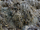 Image: Ascophyllum nodosum on full salinity mid eulittoral rock