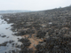 Fucus serratus and large Mytilus edulis on variable salinity lower eulittoral rock