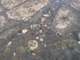 Coralline crusts and Corallina officinalis in shallow eulittoral rockpools