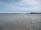 Polychaetes in littoral fine sand