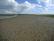 Hediste diversicolor, Macoma balthica and Scrobicularia plana in littoral sandy mud shores