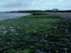 Ephemeral green and red seaweeds on variable salinity and/or disturbed eulittoral mixed substrata