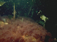 Laminaria hyperborea park with dense foliose red seaweeds on exposed lower infralittoral rock