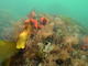 Foliose red seaweeds on exposed lower infralittoral rock