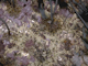 [Laminaria digitata] and under-boulder fauna on sublittoral fringe boulders