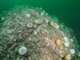 Grazed Saccharina latissima with Echinus, brittlestars and coralline crusts on sheltered infralittoral rock