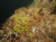 [Balanus crenatus] and [Tubularia indivisa] on extremely tide-swept circalittoral rock