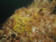 Balanus crenatus and Tubularia indivisa on extremely tide-swept circalittoral rock