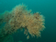 <i>Tubularia indivisa</i> on tide-swept circalittoral rock