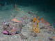 Bryozoan turf and erect sponges on tide-swept circalittoral rock