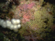 Corynactis viridis and a mixed turf of crisiids, Bugula, Scrupocellaria, and Cellaria on moderately tide-swept exposed circalittoral rock