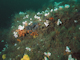 Sponges and anemones on vertical circalittoral bedrock