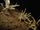 Caryophyllia (Caryophyllia) smithii, Swiftia pallida and large solitary ascidians on exposed or moderately exposed circalittoral rock