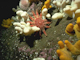 Alcyonium digitatum, Spirobranchus triqueter, algal and bryozoan crusts on wave-exposed circalittoral rock