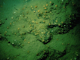 Image: Caryophyllia (Caryophyllia) smithii with faunal and algal crusts on moderately wave-exposed circalittoral rock