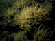 Dense brittlestars with sparse [Ascidia mentula] and [Ciona intestinali]s on sheltered circalittoral mixed substrata