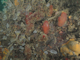 Solitary ascidians, including [Ascidia mentula] and [Ciona intestinalis], on wave-sheltered circalittoral rock