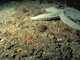 [Mediomastus fragilis], [Lumbrineris] spp. and venerid bivalves in circalittoral coarse sand or gravel