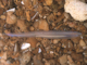 Branchiostoma lanceolatum in circalittoral coarse sand with shell gravel