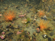 Sparse Modiolus modiolus, dense Cerianthus lloydii and burrowing holothurians on sheltered circalittoral stones and mixed sediment