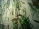[Zostera (Zostera) marina] beds on lower shore or infralittoral clean or muddy sand