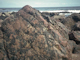 Verrucaria maura and sparse barnacles on exposed littoral fringe rock