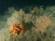 [Eunicella verrucosa] and [Pentapora foliacea] on wave-exposed circalittoral rock