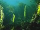 [Laminaria hyperborea] with dense foliose red seaweeds on exposed infralittoral rock