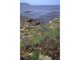 Fucus distichus and Fucus spiralis f. nana on extremely exposed upper shore rock