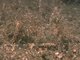 Dense [Lanice conchilega] and other polychaetes in tide-swept infralittoral sand and mixed gravelly sand