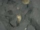 <i>Echinocardium cordatum</i> and <i>Ensis</i> spp. in lower shore and shallow sublittoral slightly muddy fine sand