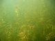 [Stuckenia pectinata] community