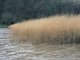<i>Phragmites australis</i> swamp and reed beds