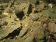 Ocnus planci aggregations on sheltered sublittoral muddy sediment