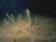 [Philine quadripartita] and [Virgularia mirabilis] in soft stable infralittoral mud