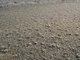 [Echinogammarus incertae sedis planicrurus] in mid shore well-sorted gravel or coarse sand