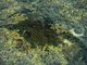 Fucoids and kelp in deep eulittoral rockpools