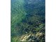 Seaweeds in sediment-floored eulittoral rockpools