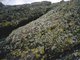 Yellow and grey lichens on supralittoral rock