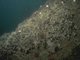 Flustra foliacea, small solitary and colonial ascidians on tide-swept circalittoral bedrock or boulders