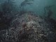 [Mytilus edulis] beds with hydroids and ascidians on tide-swept exposed to moderately wave-exposed circalittoral rock