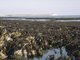 Laminaria digitata and piddocks on sublittoral fringe soft rock