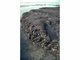 Ceramium sp. and piddocks on eulittoral fossilised peat