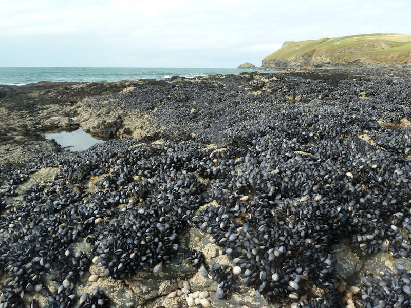 Mytilus edulis and barnacles on very exposed eulittoral rock