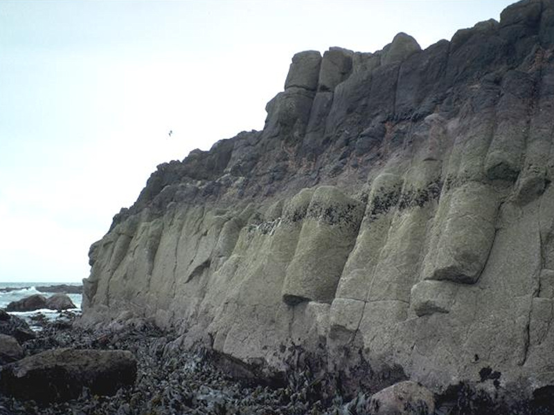 Chthamalus spp. on exposed eulittoral rock