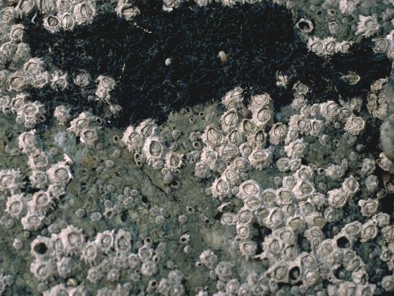Modal: <em>Chthamalus spp.</em> on exposed eulittoral rock