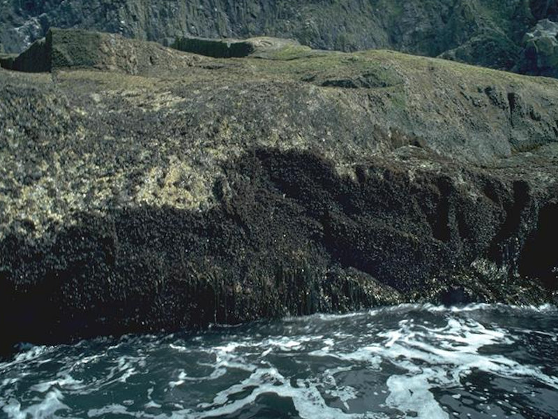 Mastocarpus stellatus and Chondrus crispus on very exposed to moderately exposed lower eulittoral rock