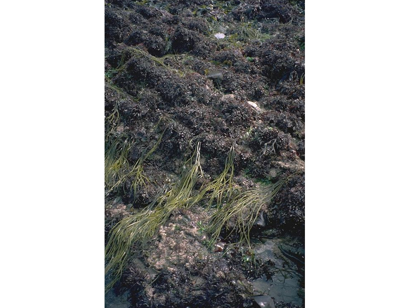 Mastocarpus stellatus and Chondrus crispus on very exposed to moderately exposed lower eulittoral rock